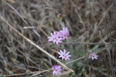 Lessingia hololeuca, photographed by Scott Loarie