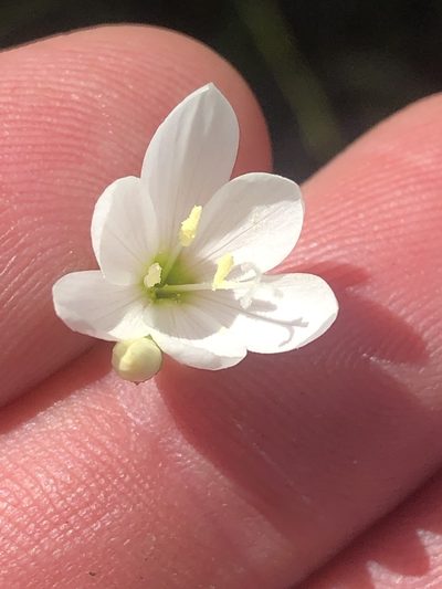 Geissorhiza inconspicua, photographed by Dave U