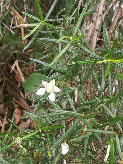 Fendlera linearis, photographed by Francisco Martínez González