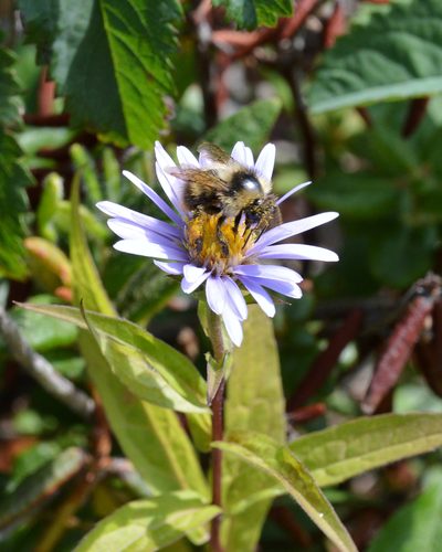 Eurybia radula, photographed by Ryan Hodnett