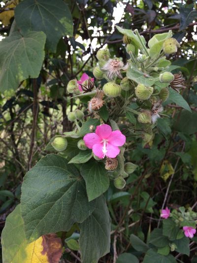 Pavonia malacophylla, photographed by B. Phalan