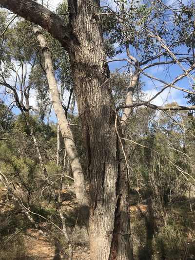 Eucalyptus decipiens, photographed by Ann Bentley