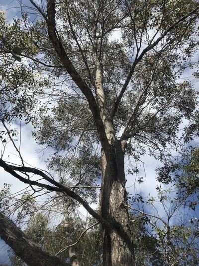 Eucalyptus decipiens, photographed by Ann Bentley