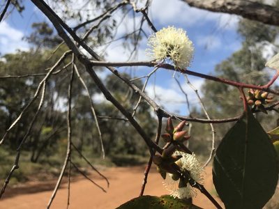 Eucalyptus decipiens, photographed by Ann Bentley