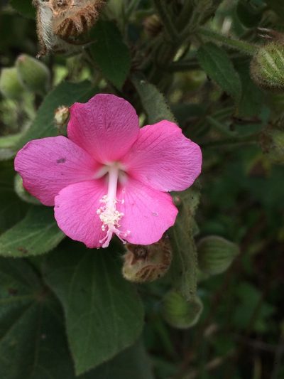 Pavonia malacophylla, photographed by B. Phalan