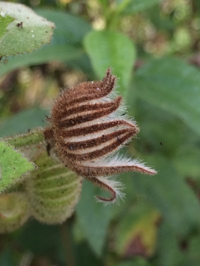 Pavonia malacophylla, photographed by B. Phalan