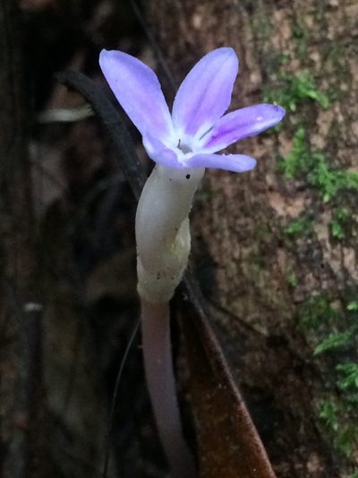 Voyria obconica, photographed by B. Phalan