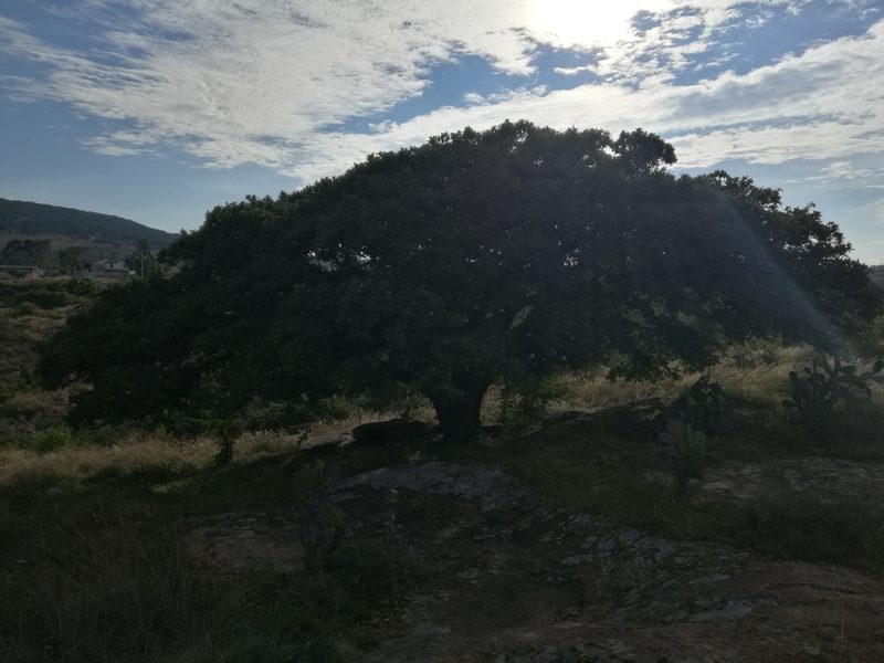 Quercus deserticola, photographed by Juan Carlos Pérez Magaña