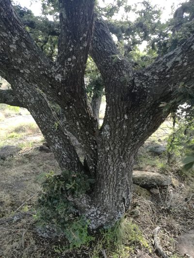 Quercus deserticola, photographed by Juan Carlos Pérez Magaña