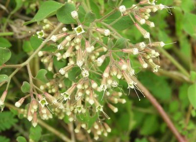 Salpianthus arenarius, photographed by Francisco Farriols Sarabia