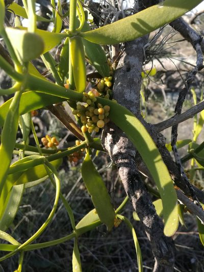 Phoradendron carneum, photographed by Juan Carlos Pérez Magaña