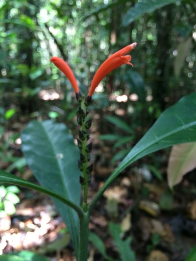 Aphelandra nitida, photographed by B. Phalan