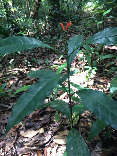 Aphelandra nitida, photographed by B. Phalan