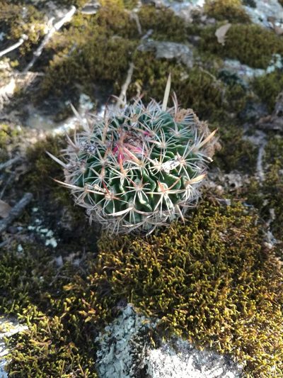 Stenocactus multicostatus, photographed by Juan Carlos Pérez Magaña