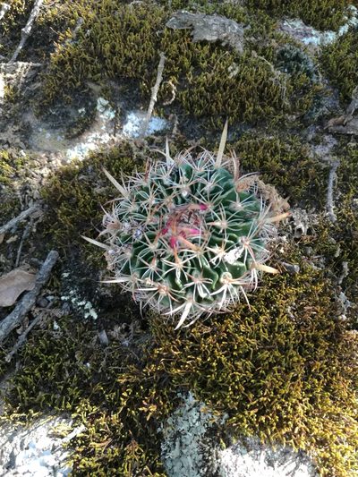 Stenocactus multicostatus, photographed by Juan Carlos Pérez Magaña