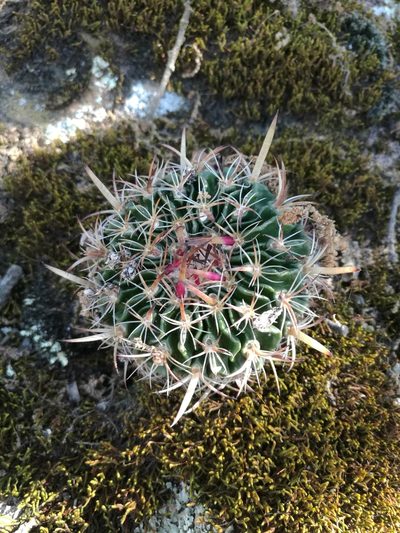 Stenocactus multicostatus, photographed by Juan Carlos Pérez Magaña