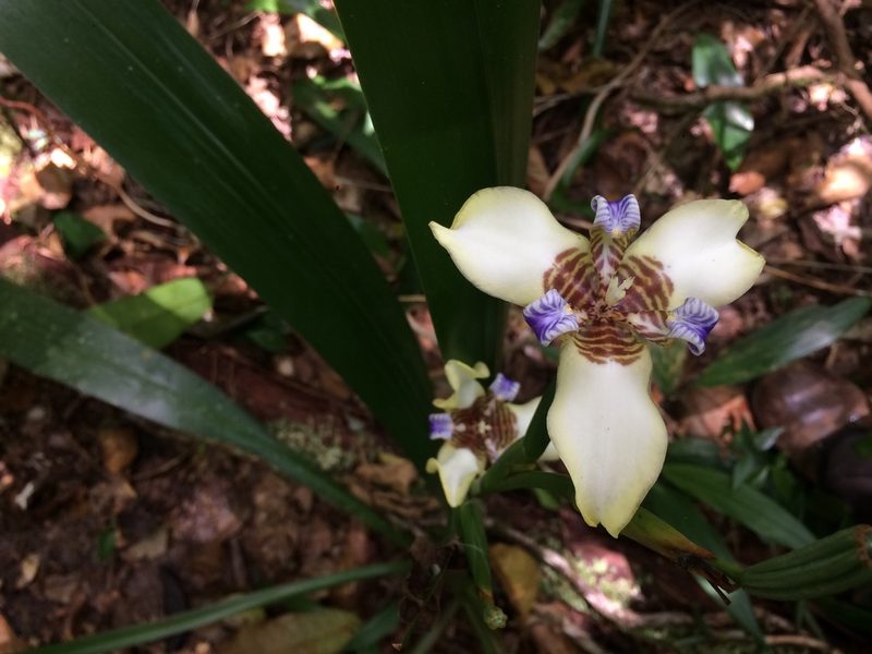 Trimezia portosecurensis, photographed by B. Phalan