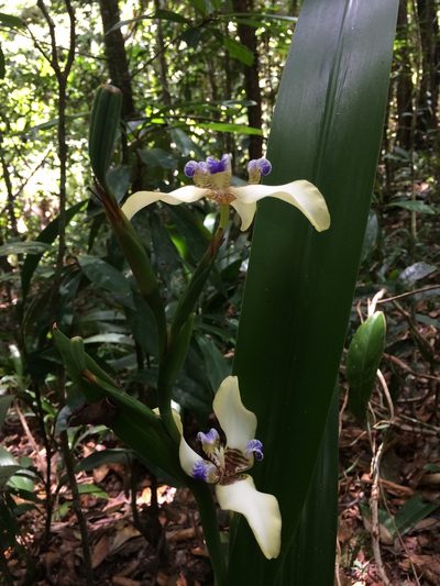 Trimezia portosecurensis, photographed by B. Phalan