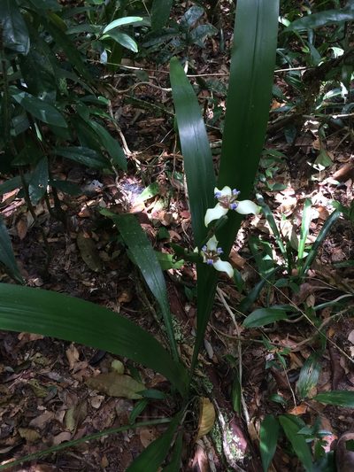 Trimezia portosecurensis, photographed by B. Phalan