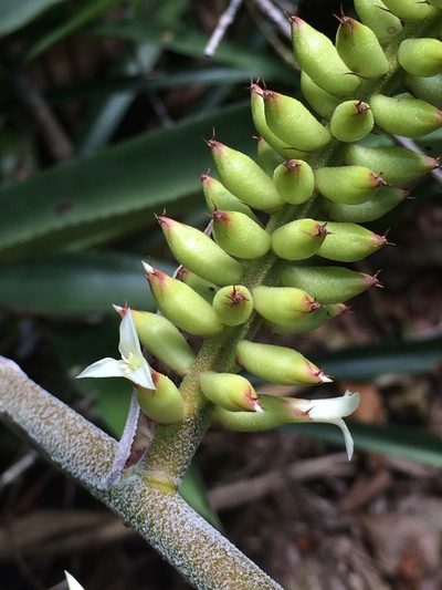 Wittmackia patentissima, photographed by B. Phalan