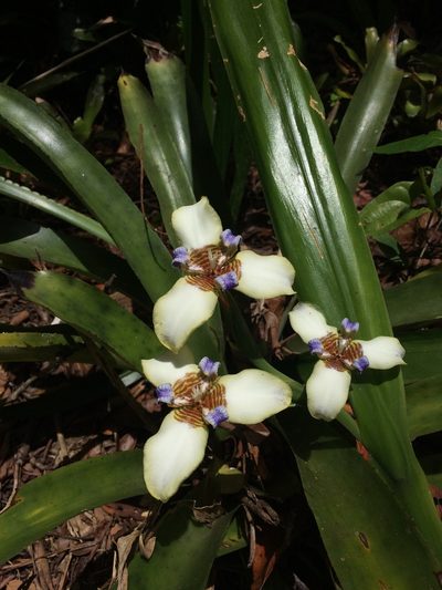Trimezia portosecurensis, photographed by B. Phalan