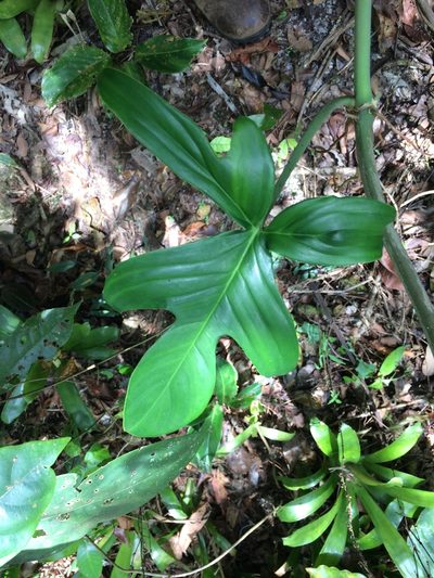 Philodendron pedatum, photographed by B. Phalan