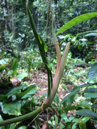 Philodendron pedatum, photographed by B. Phalan