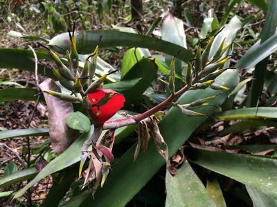 Aechmea costantinii, photographed by B. Phalan