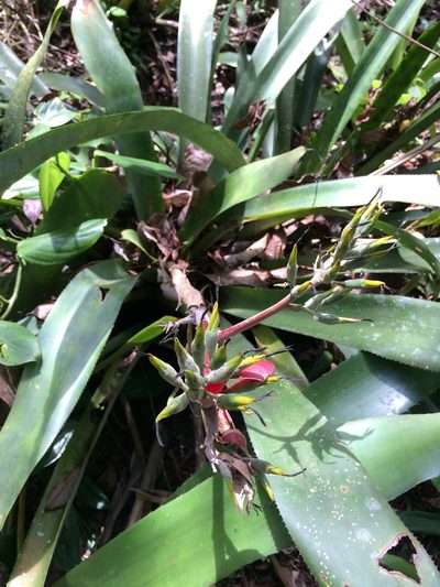 Aechmea costantinii, photographed by B. Phalan
