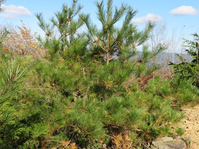 Pinus densiflora, photographed by Marco Mussita