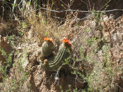 Soehrensia formosa, photographed by Leonel Roget