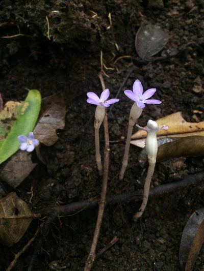 Voyria obconica, photographed by B. Phalan