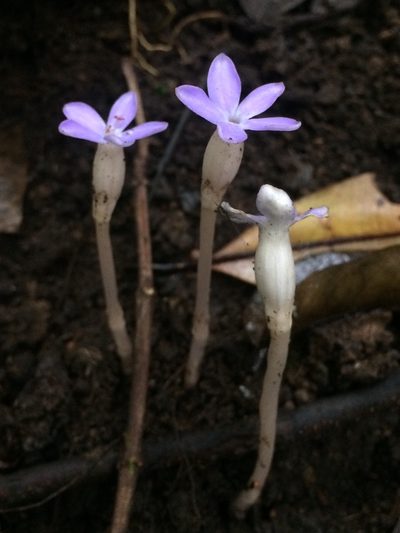 Voyria obconica, photographed by B. Phalan