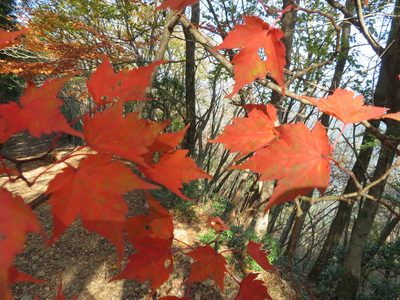 Acer micranthum, photographed by Marco Mussita