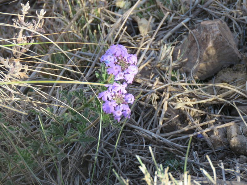 Verbena dissecta, photographed by Leonel Roget