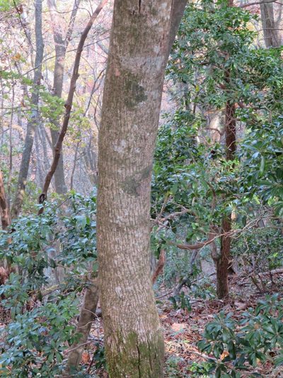 Acer micranthum, photographed by Marco Mussita