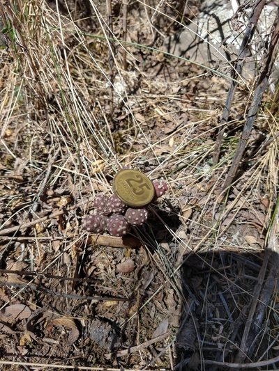 Tephrocactus verschaffeltii, photographed by Leonel Roget