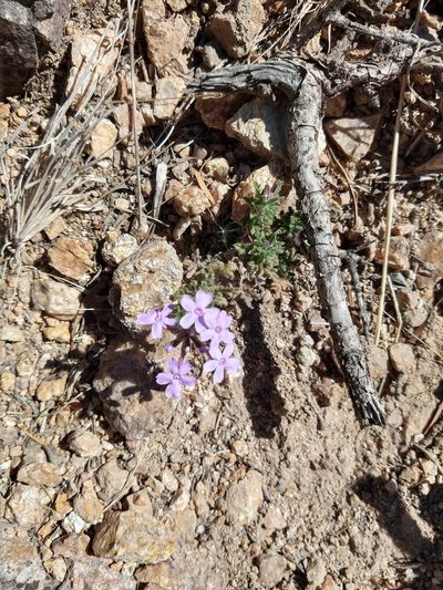 Verbena santiaguensis, photographed by Leonel Roget