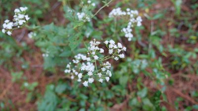 Ageratina jucunda, photographed by Valerie Anderson