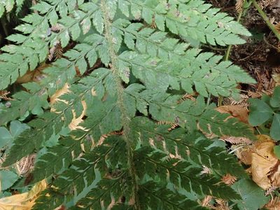 Polystichum dudleyi, photographed by joergmlpts