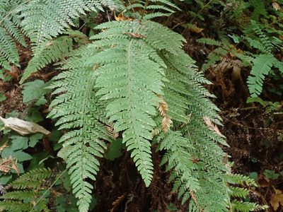 Polystichum dudleyi, photographed by joergmlpts