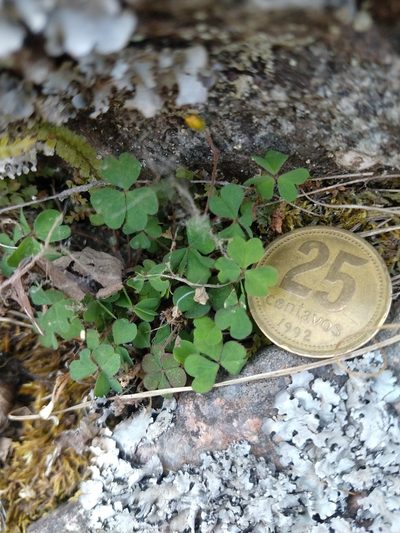 Oxalis famatinae, photographed by Leonel Roget