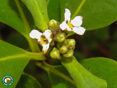 Avicennia schaueriana, photographed by Diogo Luiz