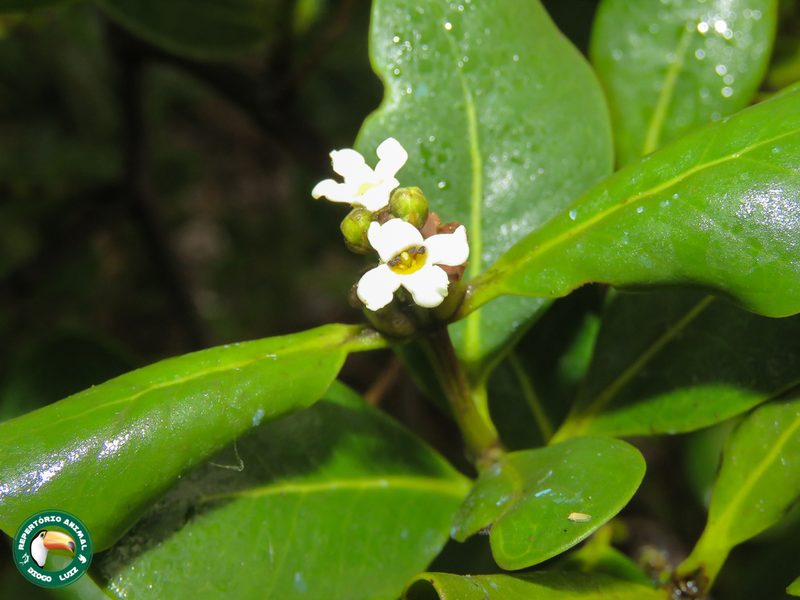 Avicennia schaueriana, photographed by Diogo Luiz