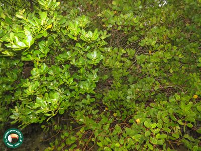 Avicennia schaueriana, photographed by Diogo Luiz