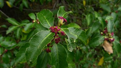 Pittosporum colensoi, photographed by Sarah Richardson
