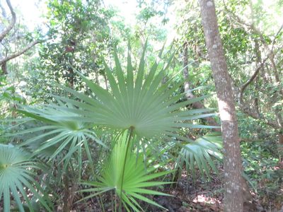 Coccothrinax argentata, photographed by Ben Machado