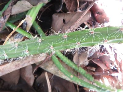 Selenicereus pteranthus, photographed by Ben Machado