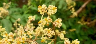 Microcos tomentosa, photographed by Ong Jyh Seng