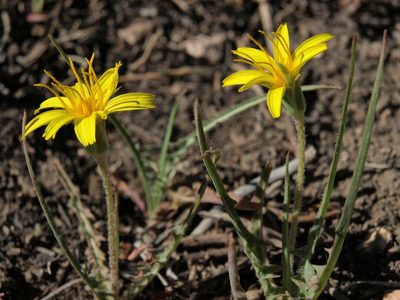 Agoseris parviflora, photographed by Jim Morefield